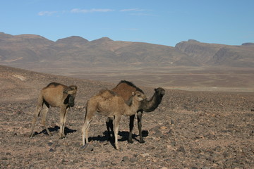 Kamele in freier Natur