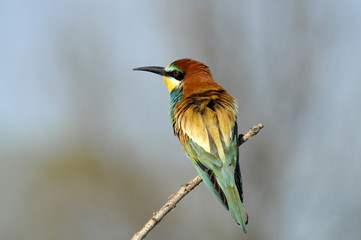 El pájaro de colores
