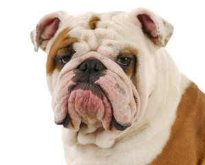 bulldog portrait