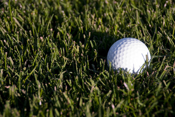 White Golf Ball in the Rough