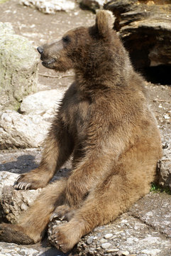 Urso sentado
