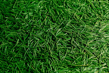 background of the Christmas tree needles lying on the floor
