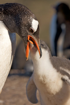 Penguin Feeding its Young