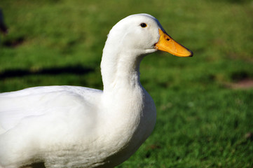 Duck
