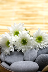 Fototapeta na wymiar chrysanthemums and natural stones for relaxation
