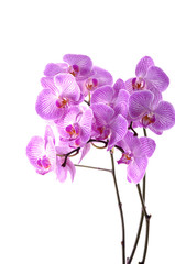 Fototapeta na wymiar Branch of pink orchid isolated on white