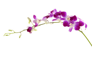 violet orchid on white background