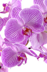 Close up pink orchid