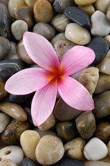 Fototapeta na wymiar pebbles with a single pink frangipani flower
