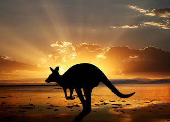 kangourou au coucher du soleil