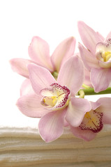 Fototapeta na wymiar piękna różowa orchidea na ręcznik