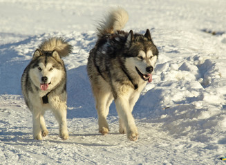 CHIENS HUSKYS