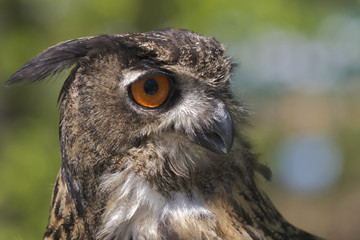 Uhu II