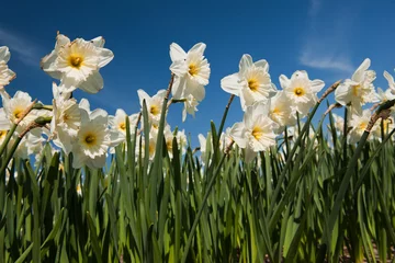 Crédence de cuisine en verre imprimé Narcisse Daffodils in spring