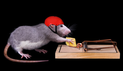 rat cheating death
