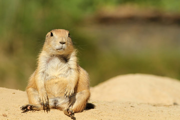Cute little prairie dog sitting and looking at you