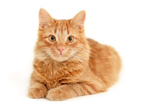 red kitten resting isolated on white background