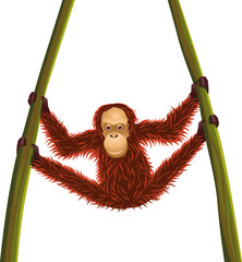 Orang utan hanging time © matamu
