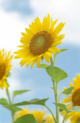 Naklejka premium A sunflower and Blue sky