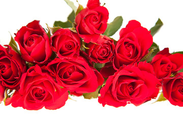 Red roses on white isolated background