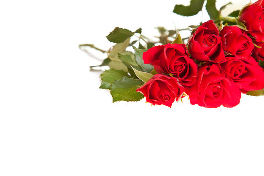 Red roses on white isolated background