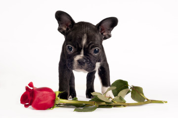 French bulldog puppy