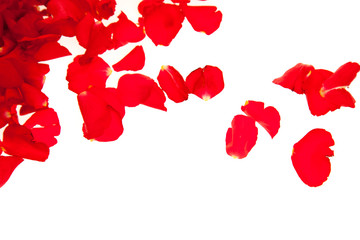 Red rose petals isolated on white - Valentine's Day