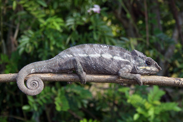 Chamäleon Madagaskar