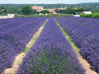 champ de lavande
