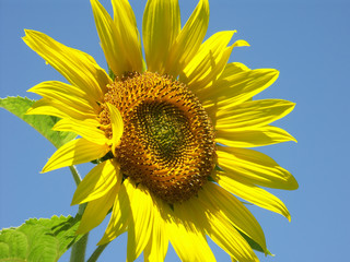 fleur soleil de tournesol