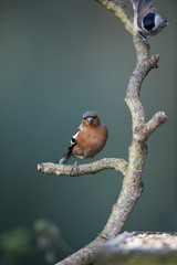 Chaffinch and Willow Tit