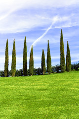 Alligned green cypress trees under blue sky
