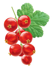 Johannisbeeren