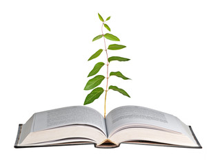 Plant growing from open book