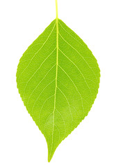 Obraz premium green leaf