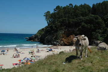 vache en bord de mer