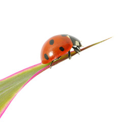 ladybug