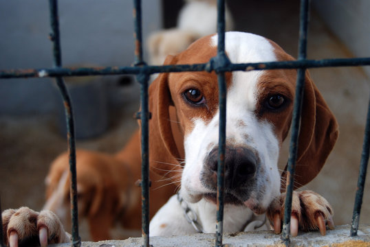 ESPERANDO LA ADOPCI&Oacute;N