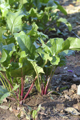 Rote Beete Pflanze