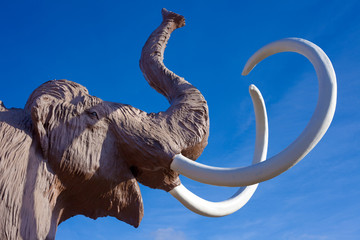 Woolly Mammoth head