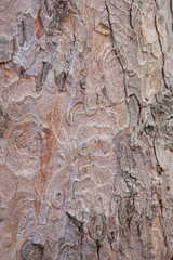 background from the bark of the oak tree