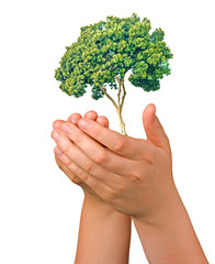 Tree in hands