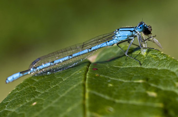Blue damselfly