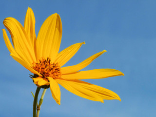 Wolf's Bane (Arnica Montana)