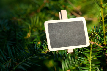 blackboard attached to a tree branch in the forest