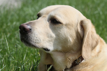 Labrador-Retriever