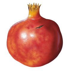 Pomegranate