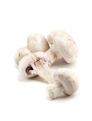 Mushrooms on white