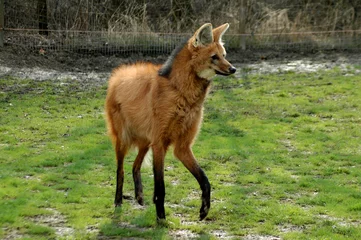 Photo sur Plexiglas Loup Loup à crinière (Chrysocyon brachyurus)