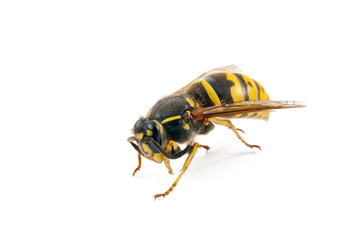 wasp